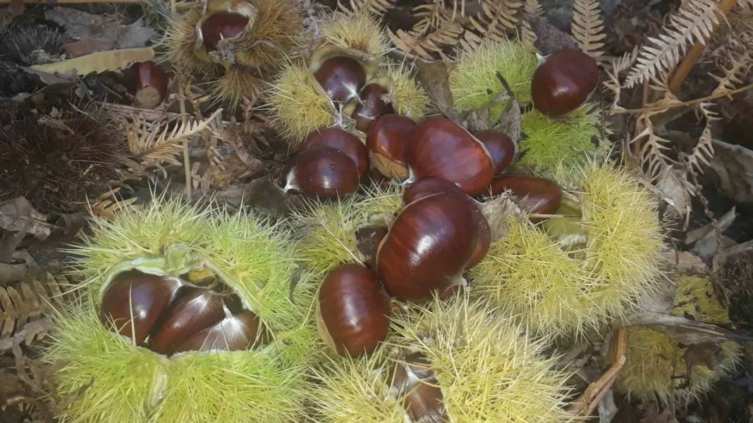 Pişince köpürüyorsa sakın yemeyin! Gerçek kestane nasıl anlaşılır? 8